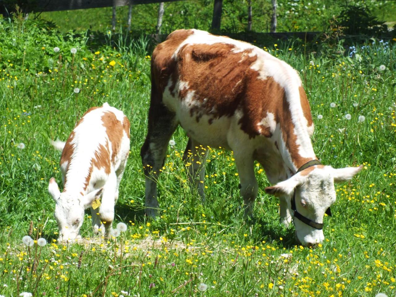 Ferienhaus Untergladner Schladming Buitenkant foto